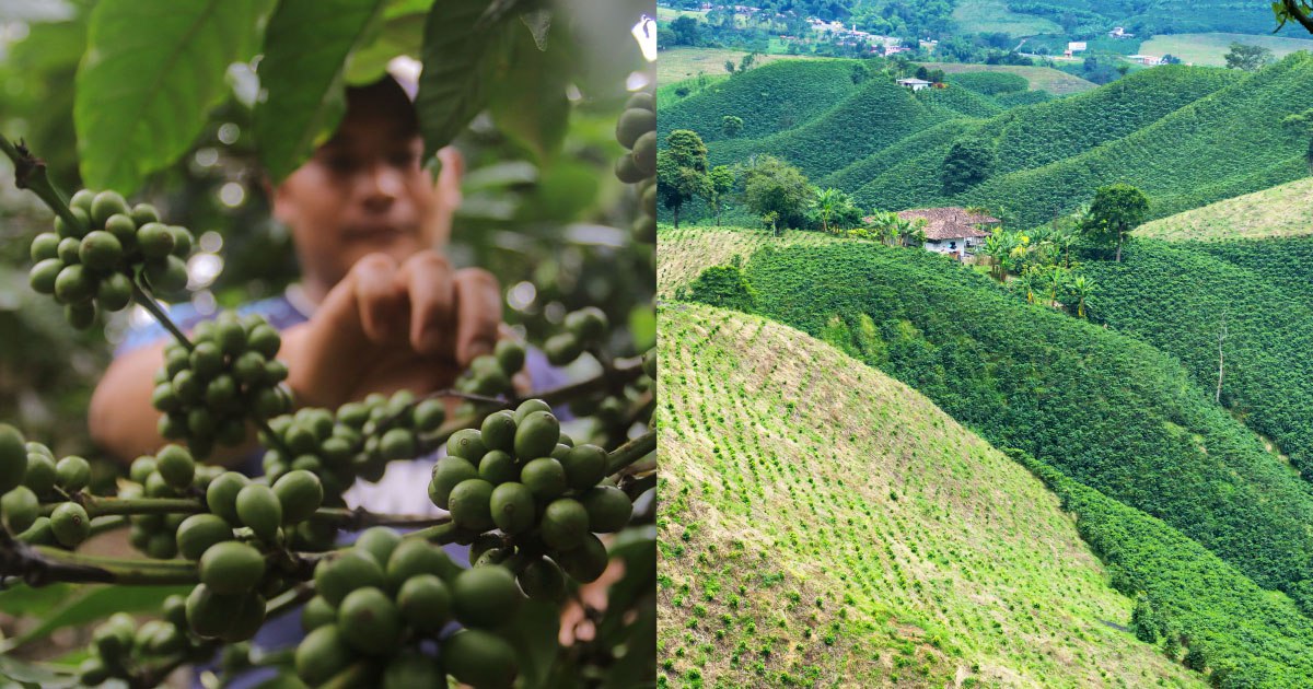 Using technology to comply with new EU deforestation regulations