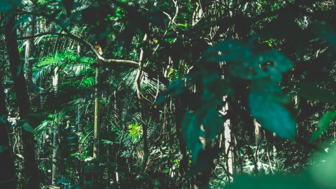 Cameroon’s coffee supply chain to be digitised and made EUDR compliant