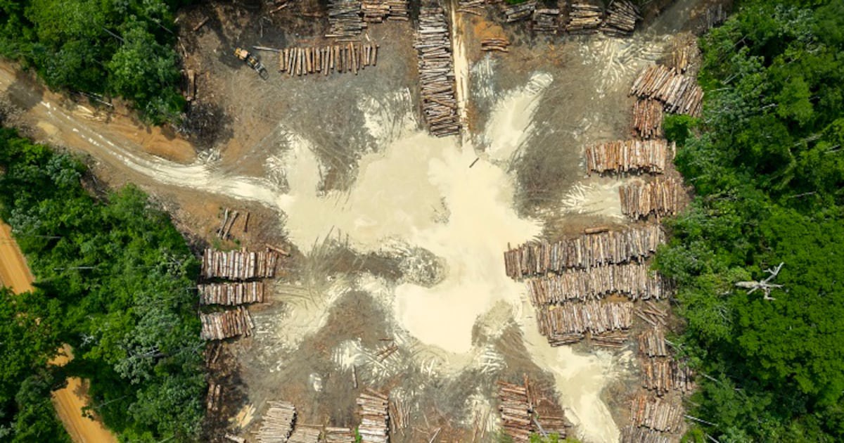 Inclusive compliance: How digital tools empower smallholders at risk of being ‘sidelined’ by EUDR